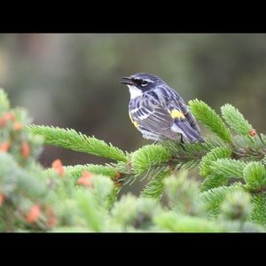 Meet your Posher, Valentyna